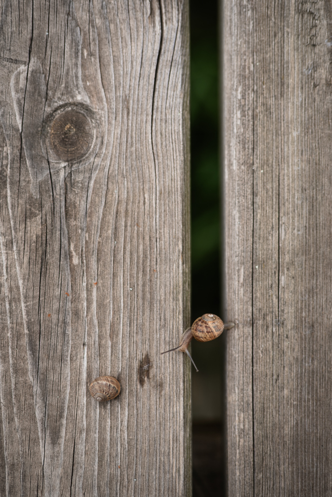 Escargots