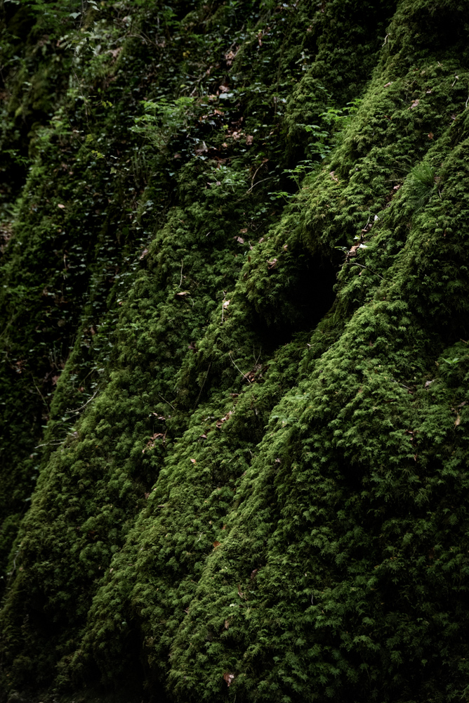 Mousse dans les bois