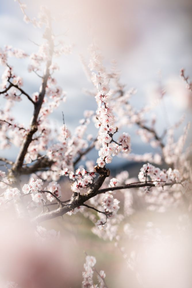 Vergers en fleurs
